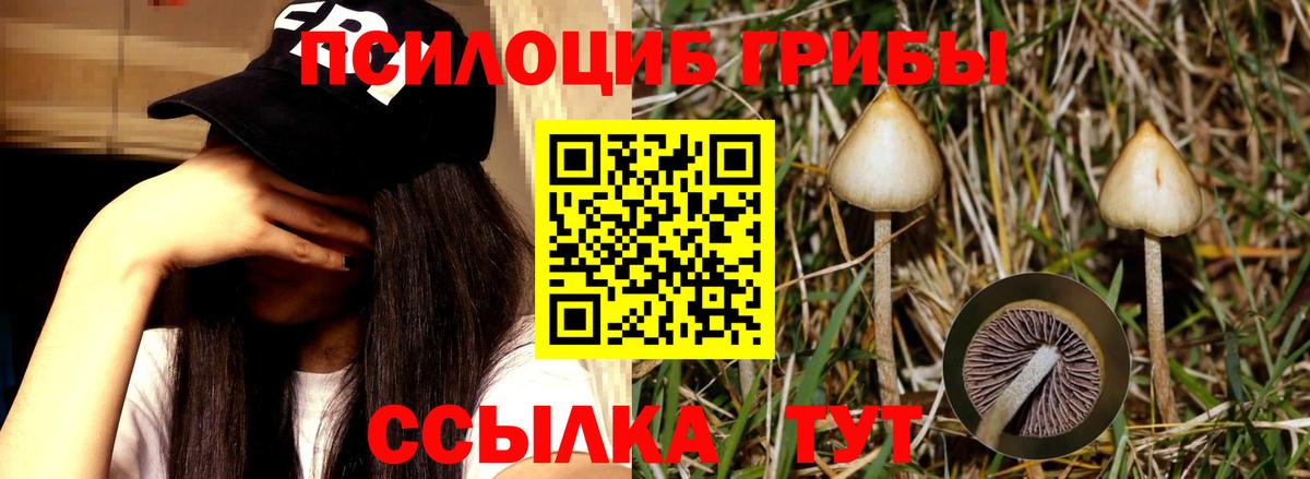 Бердск  Псилоцибиновые грибы Psilocybe  Вход с VPN 