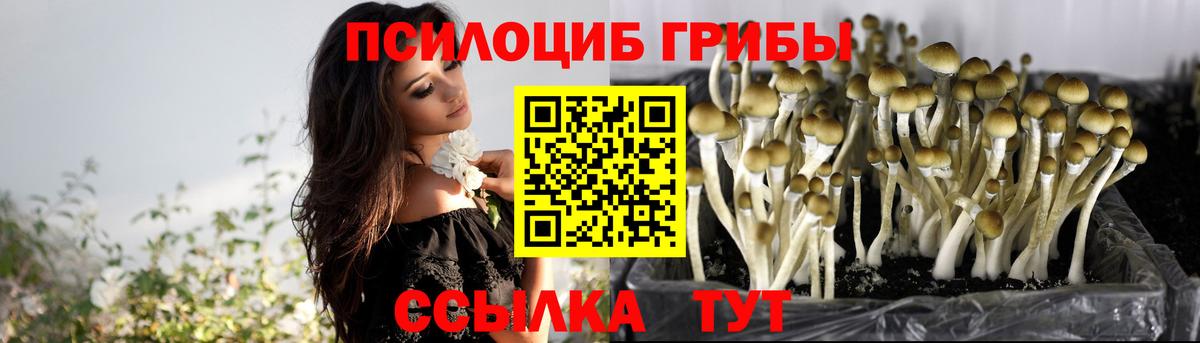 Псилоцибиновые грибы Cubensis Бердск